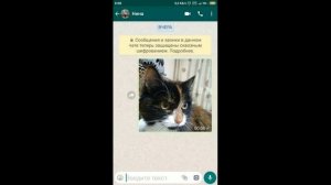 Как переслать в вотсап WhatsApp фото,видео,другие файла