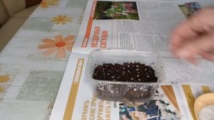 КОМНАТНЫЕ РАСТЕНИЯ. ПОСАДКА СЕМЯН ФИЛОДЕНДРОНА СЕЛЛО И НОЛИНЫ. КУПИЛА СУПЕР-КРЕМ ДЛЯ РУК!