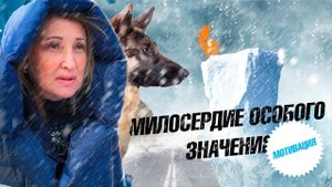 Приют для 1000 собак. Зачем им это?