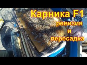 Карника F1 весенняя ревизия и пересадка