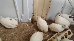 Из клоаки течет вода и белая жидкость, кровь что делать//Клоацит у кур, перепелов, уток.