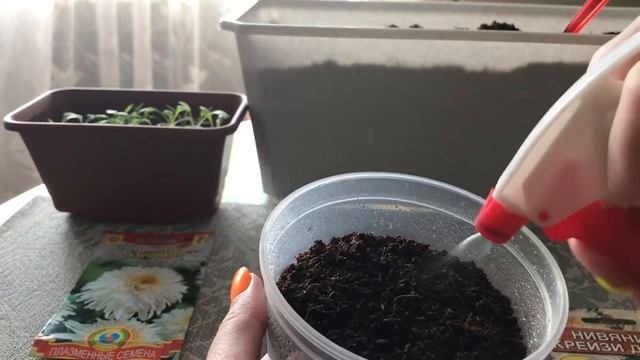 Нивяник, ромашка садовая из семян 2020. смотреть онлайн