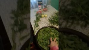 Заготовка мяты на зиму для чая