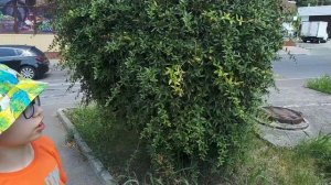 Туапсе обзор Калараша