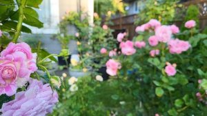 Grow Arctic Blue and Summer Romance Roses for Your Enchanted Garden.