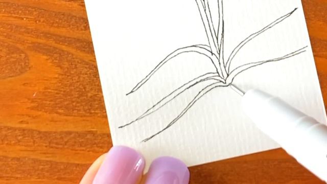 【 イラスト 】T . シーディアナを描いていく | Tillandsia schiedeana | easy plant doodle смотреть онлайн