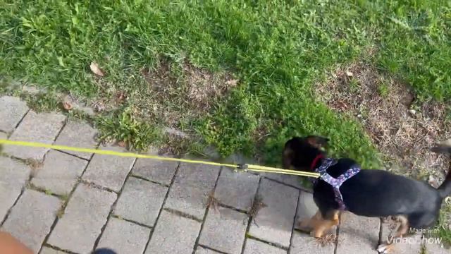 Рассуждаю и гуляю🐕🦺🚶♀️Барни Акробат😆Собачья радость🐕🦺Она плохо видит 🤔Olga Kirchgessner смотреть онлайн