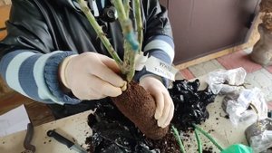 Распаковка посылки с розами. Разочарование.???