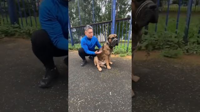 Собака не слушается - ЛАЙФХАК заставить собаку слушаться - способ воздействия на собаку смотреть онлайн