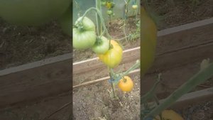 Томаты Интуиция, Снегопад, Тмаг,  Моя семья и другие в обзоре теплицы на 12.08