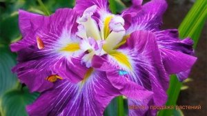Ирис японский Персефон (iris) ? японский ирис Персефон обзор: как сажать, саженцы ириса Персефон