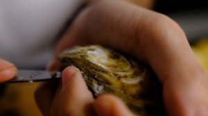 КАК ПОДАВАТЬ УСТРИЦЫ. морской еж и с чем его едят