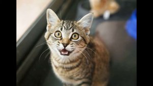 МЯУКАНЬЕ КОТА.ВАША КОШКА СОЙДЕТ С УМА.