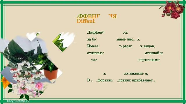 Быстрорастущие комнатные растения