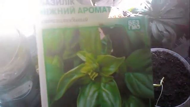 Как вырастить базилик в домашних условиях? #как_вырастить #базилик #домашние_условия смотреть онлайн