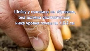 когда и как сажать лук под зиму