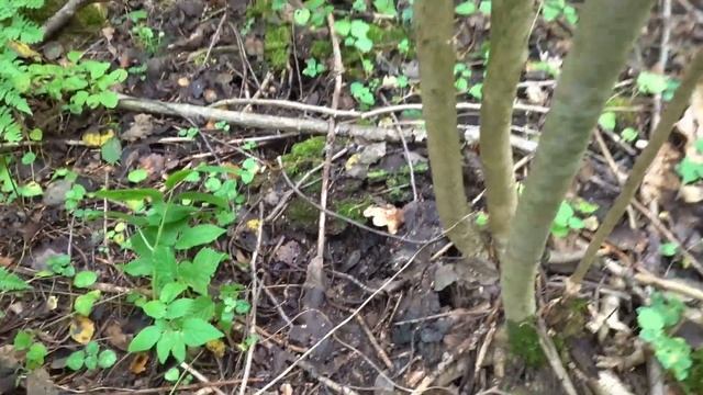 По грибы 2023! Благородные грибы в сентябре! Белые грибы и много подосиновиков! смотреть онлайн