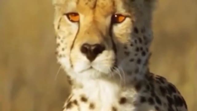 Лев на охоте Львиный прайд атакует Дикая природа Хищники в деле Дикая Африка Бегемот напал