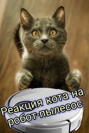 Реакция кота на новый робот-пылесос