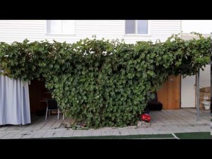 Шпалера для винограда, совмещенная с навесом. Красиво, функционально и урожайно. #ТриЭкоВиноградник