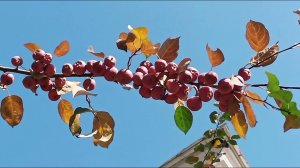 flowers     цветы плоды привет сентября