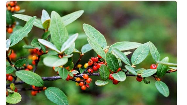 Шефердия канадская (shepherdia canadensis) смотреть онлайн