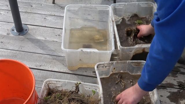 Обработка клубники весной смотреть онлайн