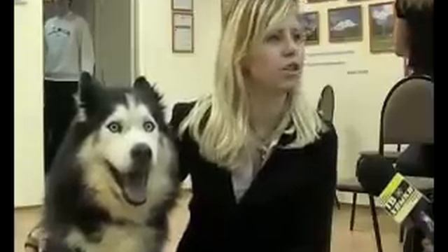 Собака - объебака смотреть онлайн