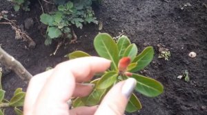 Адениум в открытом грунте