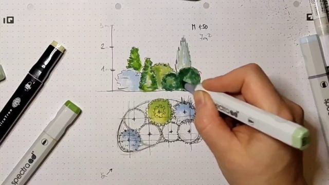Садовый скетч на примере хвойной композиции