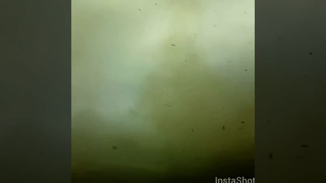 ГИАЦИНТ "расцветает" смотреть онлайн