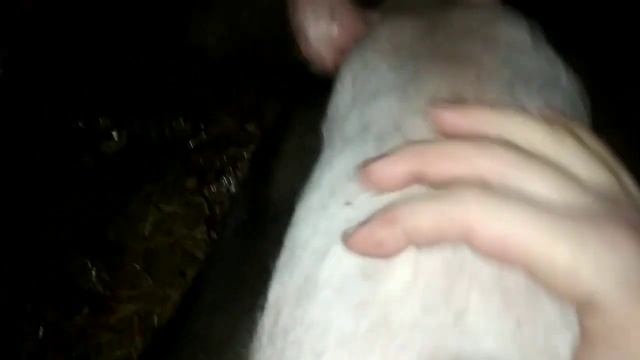 Сало в рационе поросят. Белый поросенок живёт среди черных. Как там поросята? смотреть онлайн