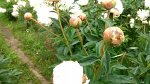 Пионы год 17-й, Mme Emile Lemoine