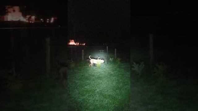 Повсюду олени пасутся ???? смотреть онлайн