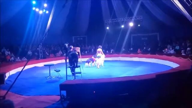 Дресированные животные в цирке Евпатории