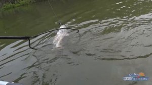 Рыбалка на Камчатке на реке Большая. Трофейная чавыча 2021