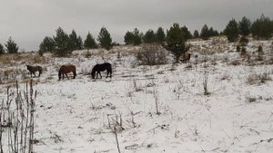 Вятские лошади на просторах Удмуртии ( частное хозяйство)