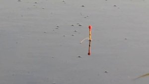 Рыбалка на поплавочную удочку на реке в проводку (поплавок завораживает) сентябрь 2021 ловля карася