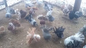 Голуби Павлины Продажа