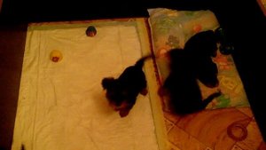 Щенки йоркширского терьера мини и стандарт