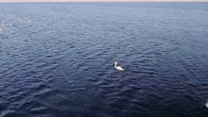 Отлетим! Шикарные виды заповедника Лебяжьи острова, 4k UHD