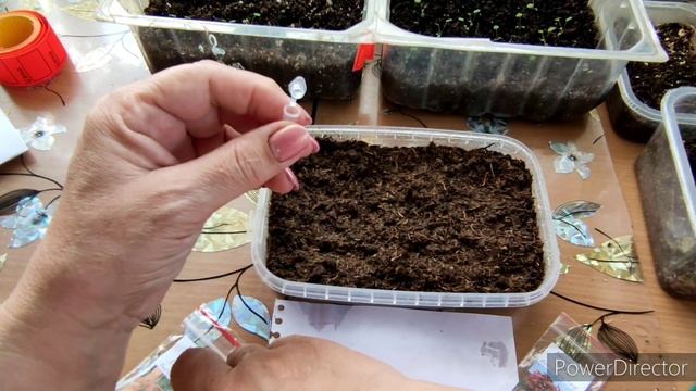 Получила посылку с Бигами и Мегаватами, спешу посеять!Как растет клубневая бегония из семян? смотреть онлайн