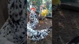 От месяца до девяти курочки порода Леггорн Далматинец. Как отличить курочку от петушка?!