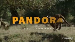 🦁Хайвонлар жанги 🐯