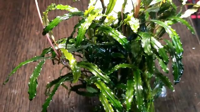 #aquarium#TankБуцефаландры в моем аквариуме Aquarium Bucephalanra "Белинда" Bucephalanra - "Belinda смотреть онлайн