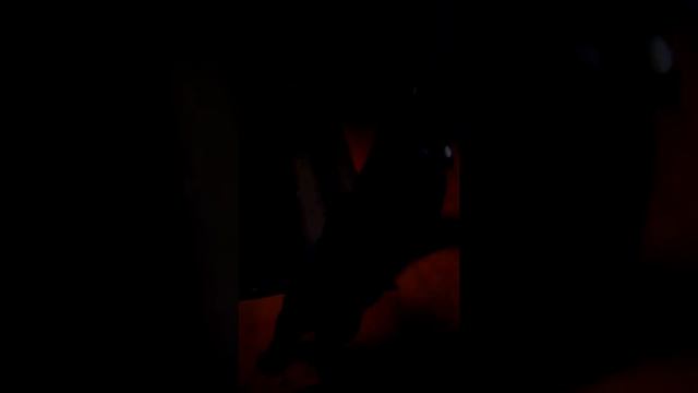 Как приучить кота стоять на задних лапках смотреть онлайн