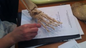 Кости голени