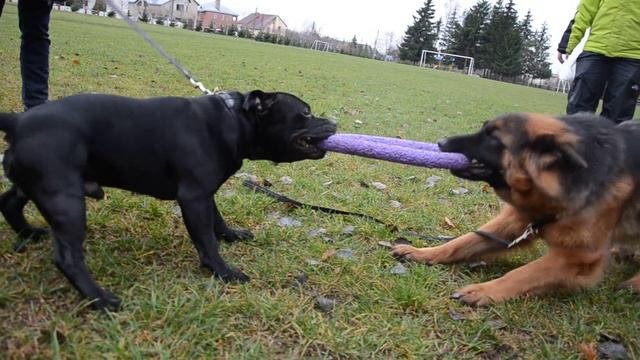 Staffordshire Bull Terrier Vs German Shepherd