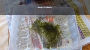 грот в аквариум, своими руками
