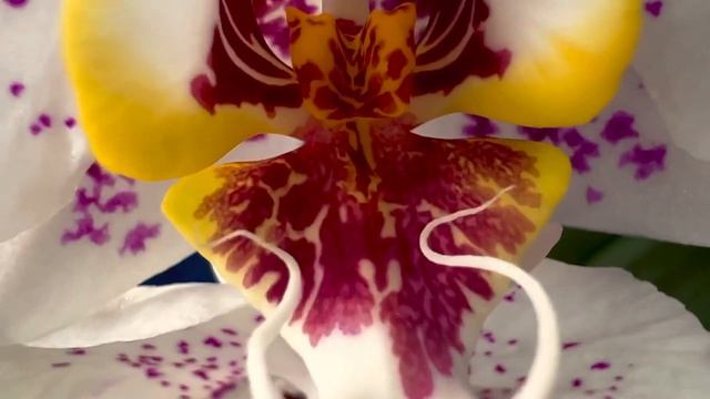 Phal. Radiance | Домашнее цветение белоснежной крапчатой голландской орхидеи фаленопсис |Обзор сорт